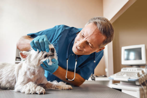 Best Emergency Dentist Near Me  in Los Alamos, CA